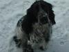 Cocker spaniel Seffie