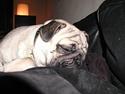 Mops *Tyson* 11/3 2004