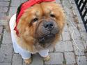 Chow chow carlo