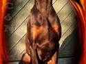 Dobermann Falcón