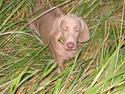 Weimaraner Milos