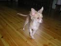 Chihuahua Bailey