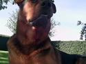 Blanding af racer (Rottweiler) Bølle