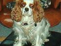 Cavalier king charles spaniel Mille