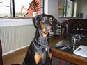 Dobermann Begat