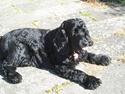 Cocker spaniel Mille