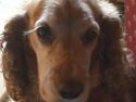 Cocker spaniel Luna