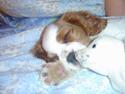 Cavalier king charles spaniel Pumba