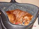 Cavalier king charles spaniel Zimba & Cirkeline