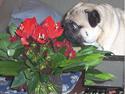 Mops Kong Tølfi    F. 06/04  † 04.10 2014