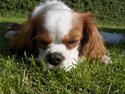 Cavalier king charles spaniel Mulle