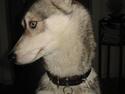 Siberian husky Kiki
