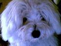 Coton de tulear Skot