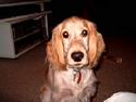 Cocker spaniel Rico