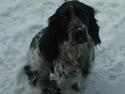 Cocker spaniel Seffie