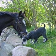 Dvaergschnauzer Pinot (Opr. Highlight)