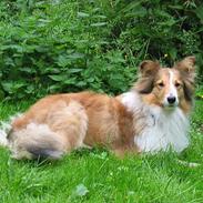 Shetland sheepdog Dooba