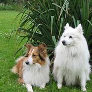 Shetland sheepdog Dooba