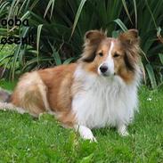 Shetland sheepdog Dooba
