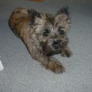 Cairn terrier Magnus