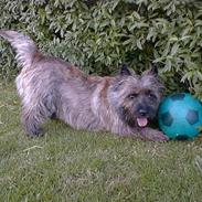 Cairn terrier Magnus