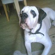 Blanding af racer Molly