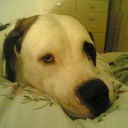 Blanding af racer Molly