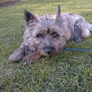 Cairn terrier Magnus