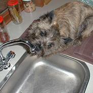Cairn terrier Magnus