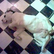 Blanding af racer Molly