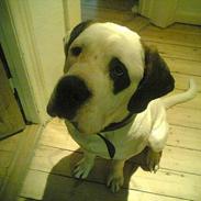 Blanding af racer Molly