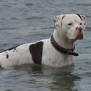 Blanding af racer tyson