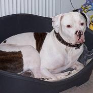 Blanding af racer tyson