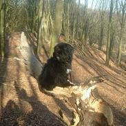 Tibetansk terrier Sir. Gavin