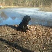 Tibetansk terrier Sir. Gavin