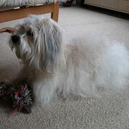 Coton de tulear Miki