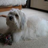 Coton de tulear Miki