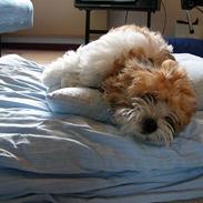 Coton de tulear Miki