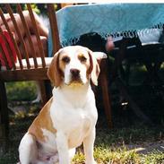 Beagle Max