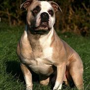 Amerikansk bulldog Hamsom Bull´s Mr. Jacker