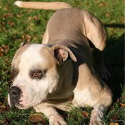 Amerikansk bulldog Hamsom Bull´s Mr. Jacker