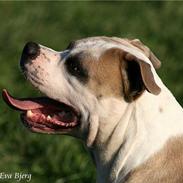 Amerikansk bulldog Hamsom Bull´s Mr. Jacker