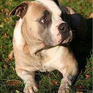 Amerikansk bulldog Hamsom Bull´s Mr. Jacker