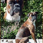 Boxer TiGeR