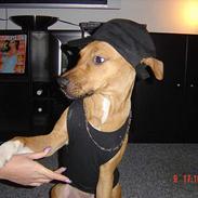 Amerikansk staffordshire terrier Killah