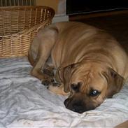 Cane corso Balto
