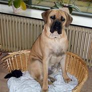 Cane corso Balto