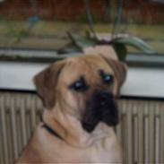 Cane corso Balto