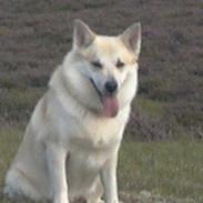 Islandsk fårehund Frodi