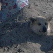 Islandsk fårehund Frodi